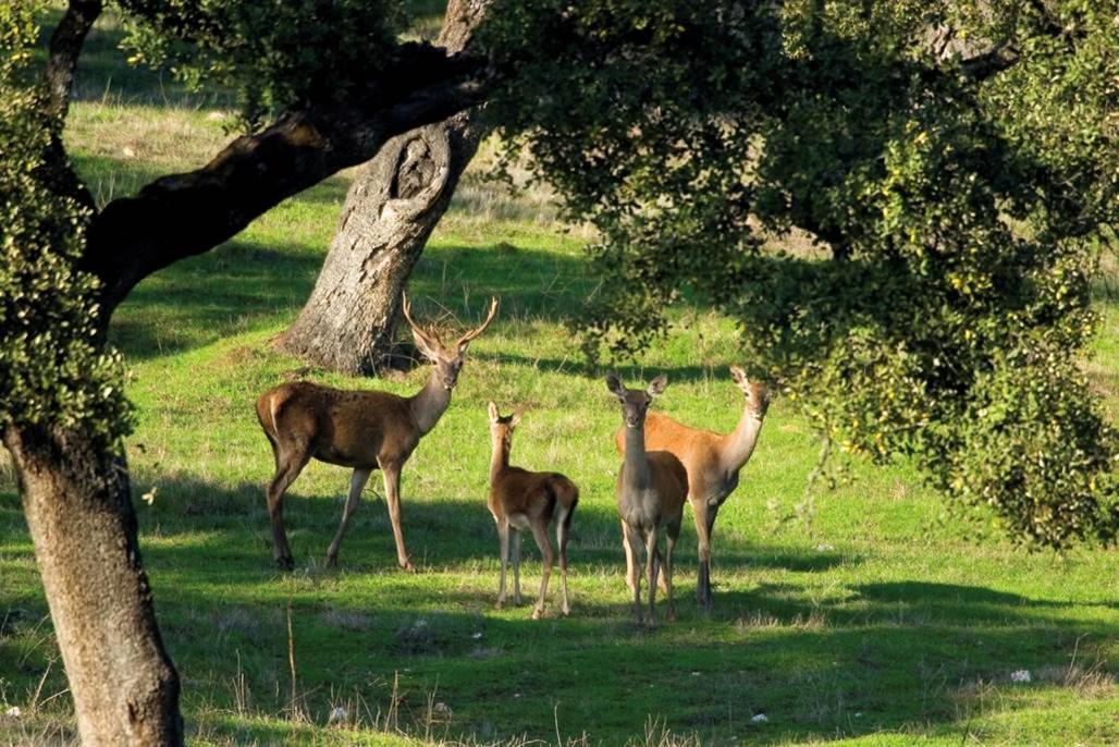 Affittacamere Molino Rio Alájar Esterno foto